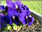 foto Fiori